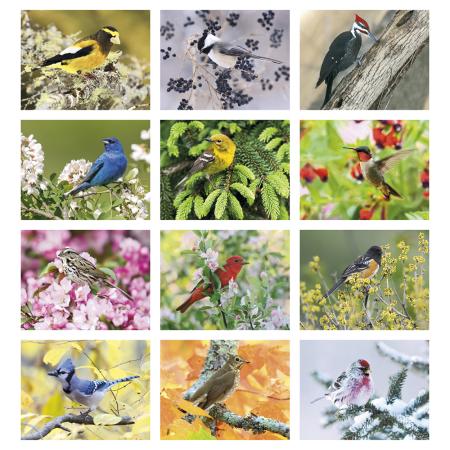 Birds Calendar 1